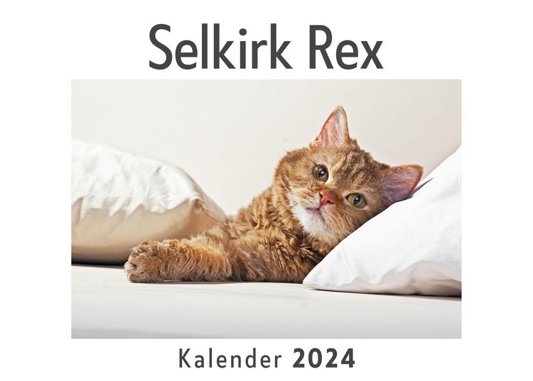 Produktbild: Selkirk Rex (Wandkalender 2024, Kalender DIN A4 quer, Monatskalender im Querformat mit Kalendarium, Das perfekte Geschenk)