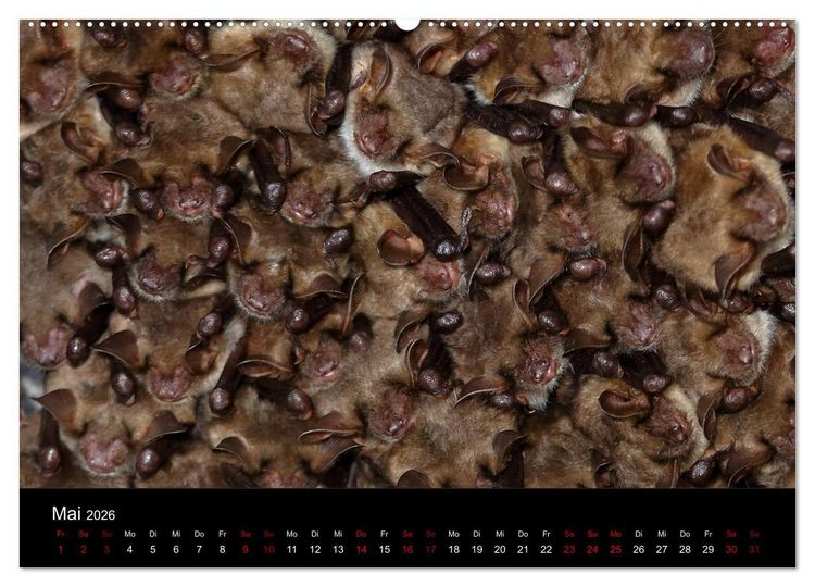Produktbild: Flederm&auml;use - J&auml;ger der Nacht (Wandkalender 2026 DIN A2 quer), CALVENDO Monatskalender