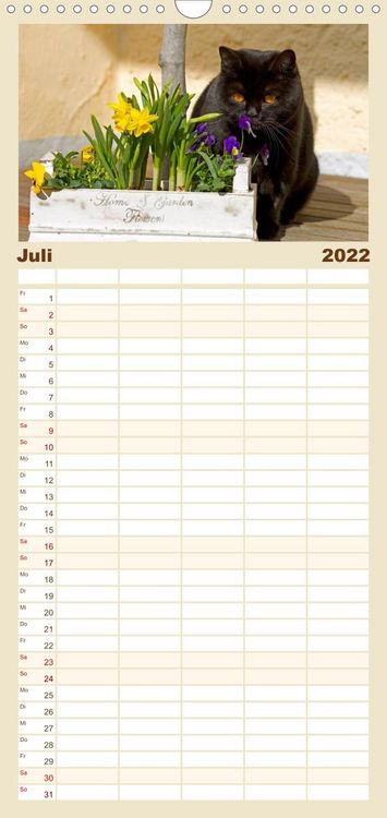 Produktbild: Familienplaner B&auml;rige Schmusetiger - Britisch Kurzhaar Katzen (Wandkalender 2022 , 21 cm x 45 cm, hoch)