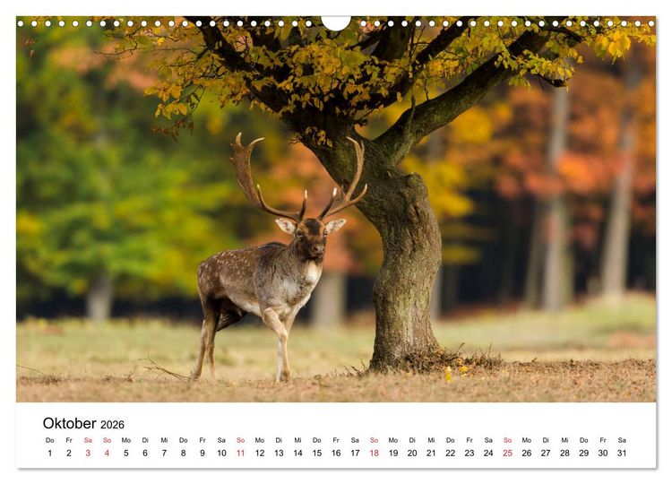 Produktbild: Unsere heimische Tierwelt (Wandkalender 2026 DIN A3 quer), CALVENDO Monatskalender