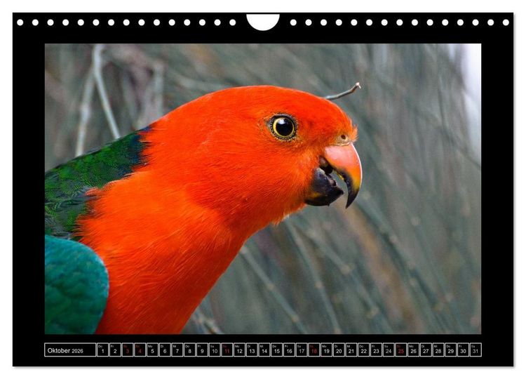 Produktbild: Australia Wildlife (Wandkalender 2026 DIN A4 quer), CALVENDO Monatskalender