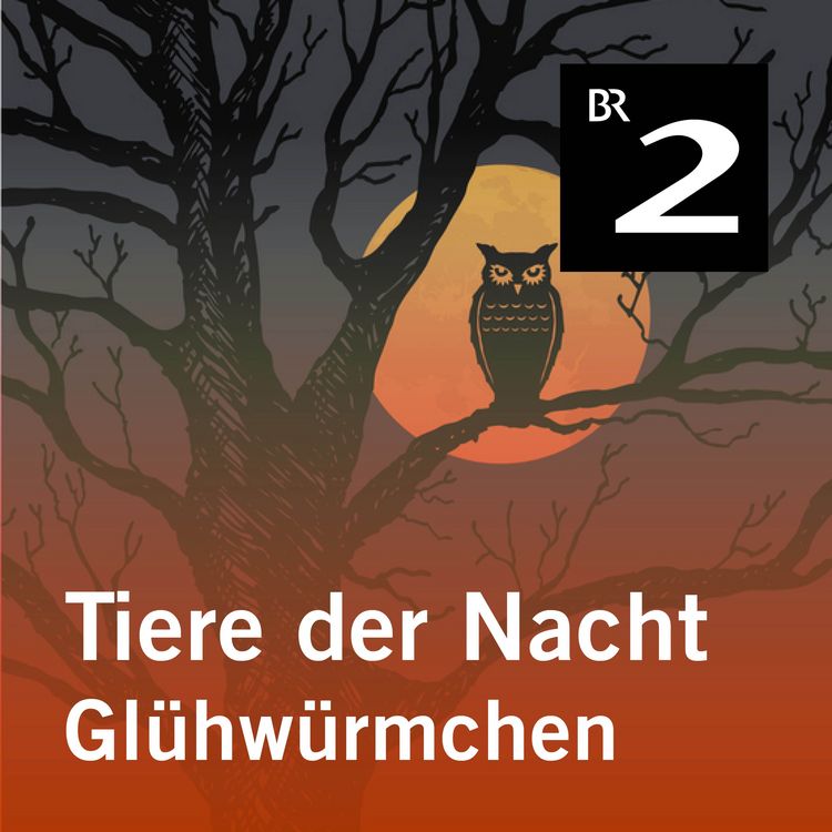 Produktbild: Tiere der Nacht: Gl&uuml;hw&uuml;rmchen