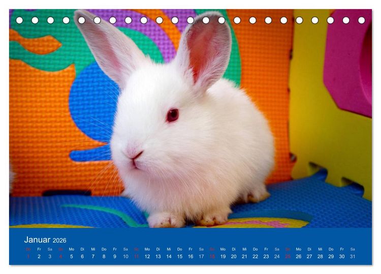 Produktbild: Lustige Kaninchen (Tischkalender 2026 DIN A5 quer), CALVENDO Monatskalender