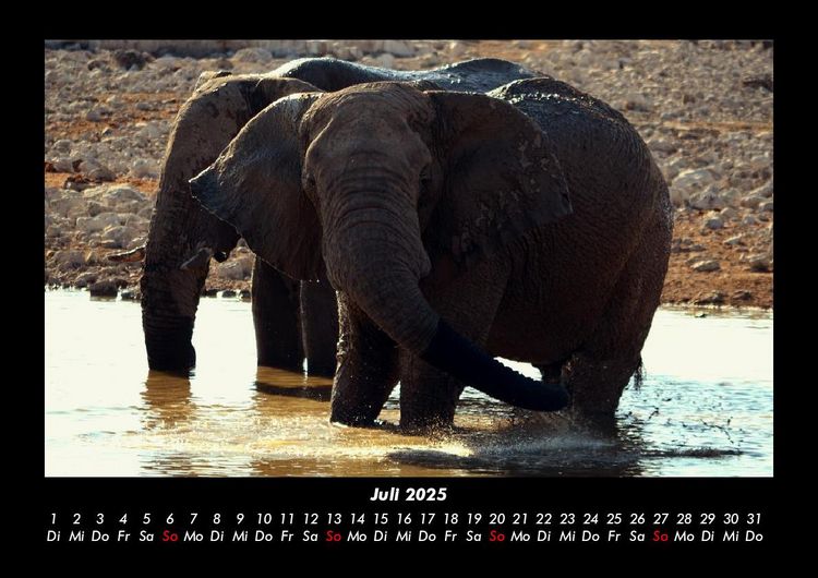 Produktbild: Der Elefantenkalender 2025 Fotokalender DIN A3