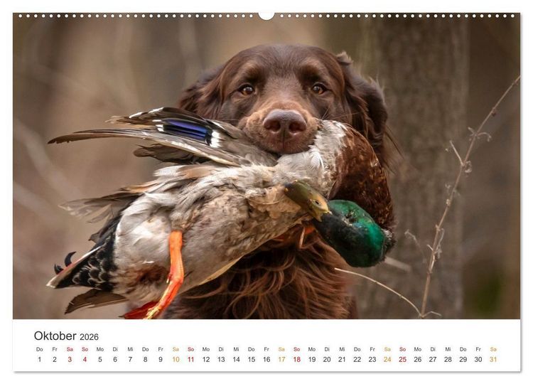 Produktbild: Treue Jagdgef&auml;hrten - Jagdhunderassen im Portrait (hochwertiger Premium Wandkalender 2026 DIN A2 quer), Kunstdruck in Hochglanz