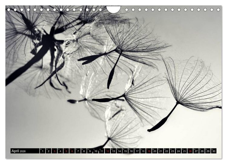 Produktbild: Pusteblume - Impressionen in schwarzwei&szlig; (Wandkalender 2026 DIN A4 quer), CALVENDO Monatskalender