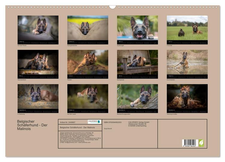 Produktbild: Belgischer Sch&auml;ferhund - Der Malinois (Wandkalender 2027 DIN A2 quer), CALVENDO Monatskalender