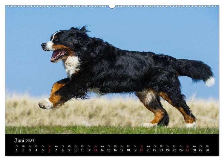 Produktbild: Berner Sennenhund 2027 (hochwertiger Premium Wandkalender 2027 DIN A2 quer), Kunstdruck in Hochglanz