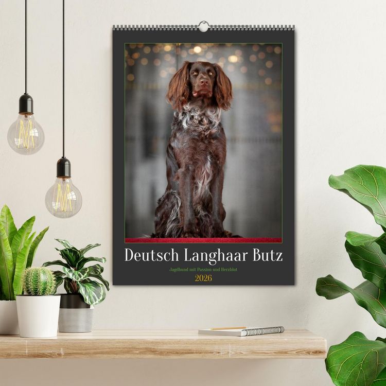 Produktbild: Deutsch Langhaar Butz - Jagdhund mit Passion und Herzblut (Wandkalender 2026 DIN A2 hoch), CALVENDO Monatskalender
