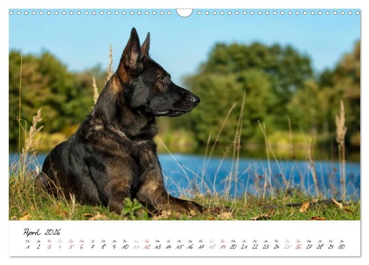 Produktbild: Sch&auml;ferhunde Seelenhunde (Wandkalender 2026 DIN A3 quer), CALVENDO Monatskalender