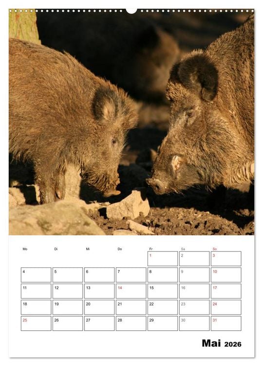 Produktbild: Der wildschweinische Terminplaner (Wandkalender 2026 DIN A2 hoch), CALVENDO Monatskalender