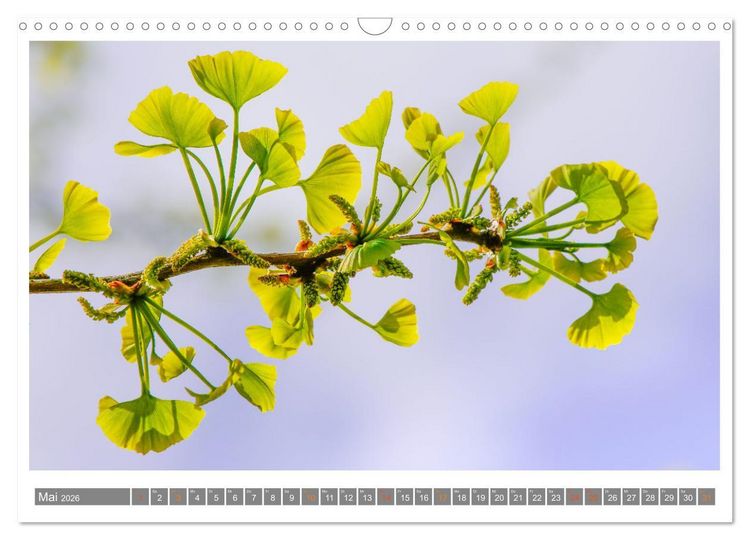 Produktbild: Mit Ginkgo biloba durch das Jahr (Wandkalender 2026 DIN A3 quer), CALVENDO Monatskalender