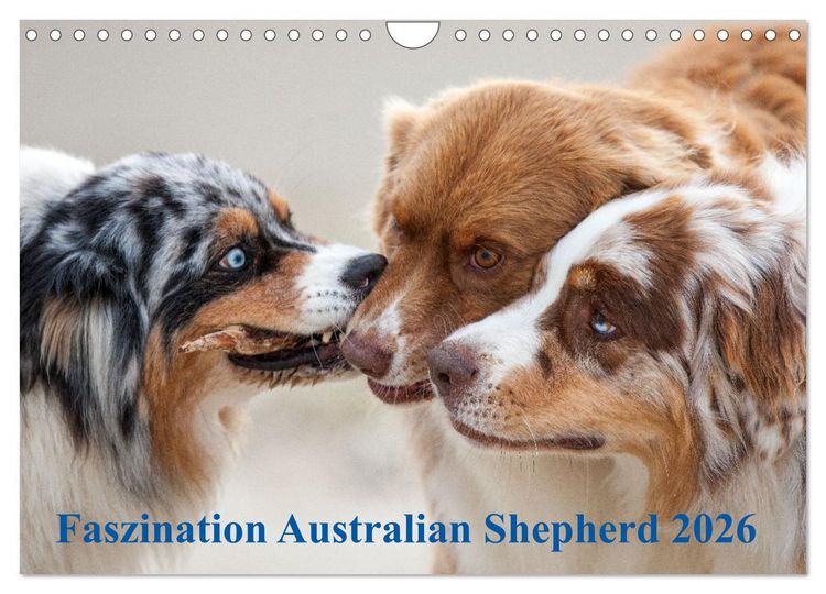 Produktbild: Australian Shepherd 2026 (Wandkalender 2026 DIN A4 quer), CALVENDO Monatskalender
