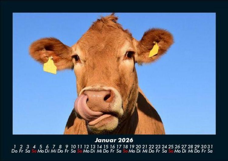 Produktbild: Kuhkalender 2026 Fotokalender DIN A5