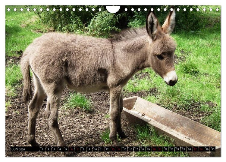 Produktbild: Haus- und Hoftiere (Wandkalender 2026 DIN A4 quer), CALVENDO Monatskalender