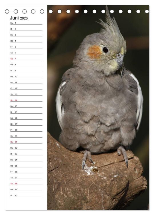 Produktbild: Der Nymphensittich-Terminplaner (Tischkalender 2026 DIN A5 hoch), CALVENDO Monatskalender