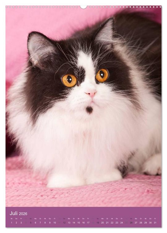 Produktbild: Britisch Langhaar Katzen (hochwertiger Premium Wandkalender 2026 DIN A2 hoch), Kunstdruck in Hochglanz