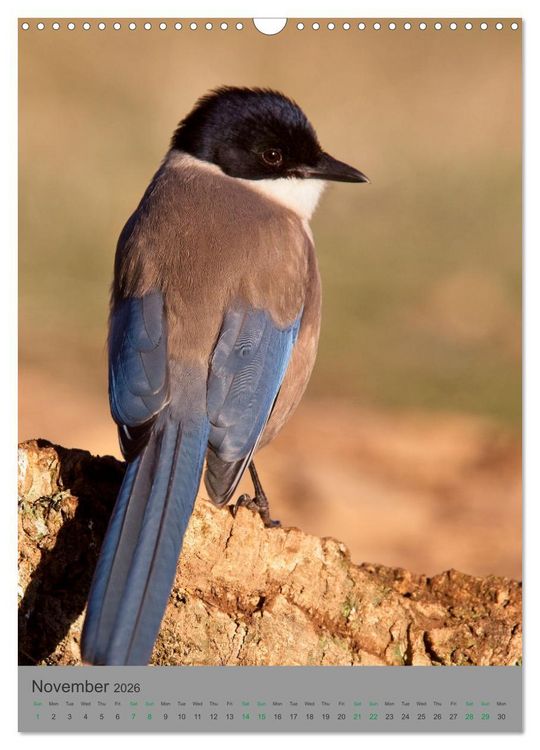 Produktbild: Wildlife of Spain (Wall Calendar 2026 DIN A3 portrait), CALVENDO 12 Month Wall Calendar