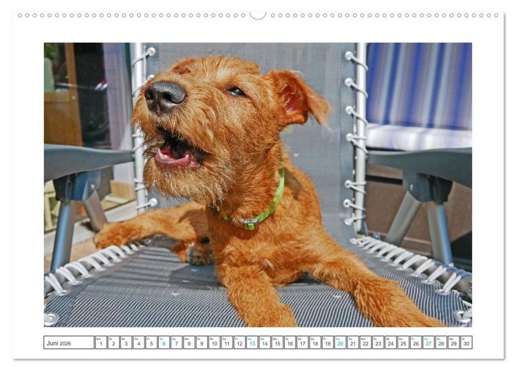Produktbild: Chiara, ein junger Irish Terrier (hochwertiger Premium Wandkalender 2026 DIN A2 quer), Kunstdruck in Hochglanz