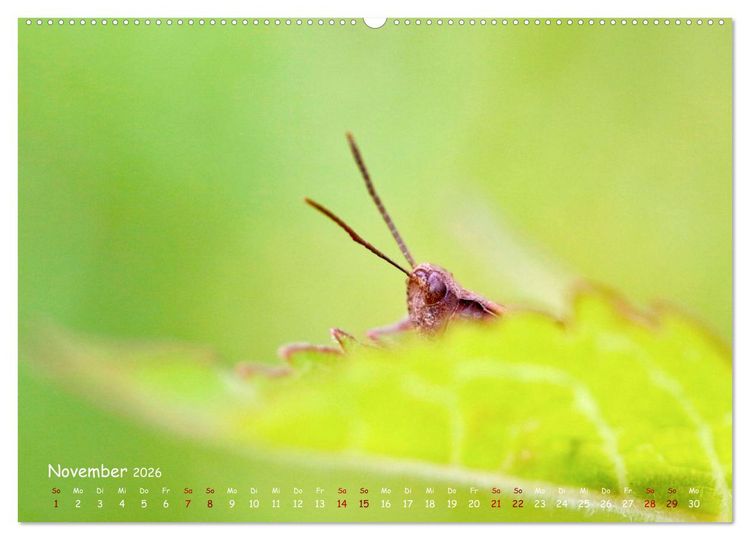 Produktbild: Tierische Untermieter (hochwertiger Premium Wandkalender 2026 DIN A2 quer), Kunstdruck in Hochglanz