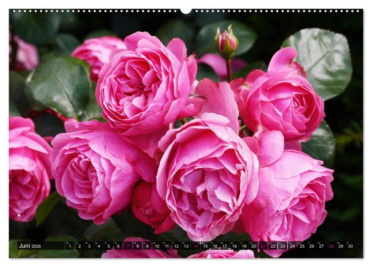 Produktbild: Verlockende Rosenpracht (Wandkalender 2026 DIN A2 quer), CALVENDO Monatskalender