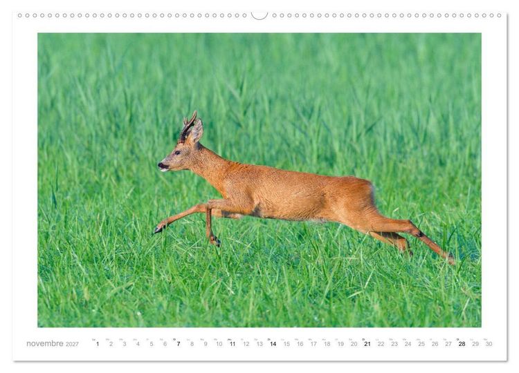 Produktbild: Un an avec des chevreuils (Calendrier mural haut de gamme 2027 DIN A2 vertical), CALVENDO calendrier mensuel