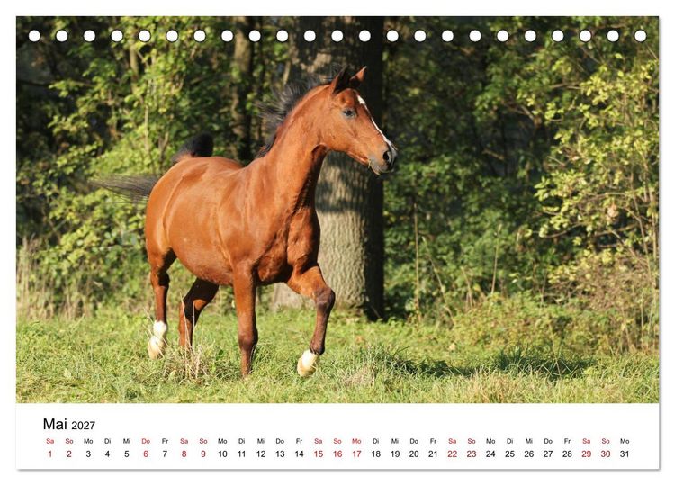 Produktbild: PFERDE - Zwischen Himmel, Erde und Hufschlag (Tischkalender 2027 DIN A5 quer), CALVENDO Monatskalender
