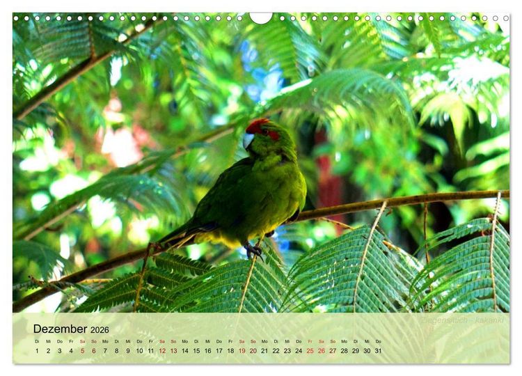 Produktbild: Neuseelands Vogelwelt (Wandkalender 2026 DIN A3 quer), CALVENDO Monatskalender