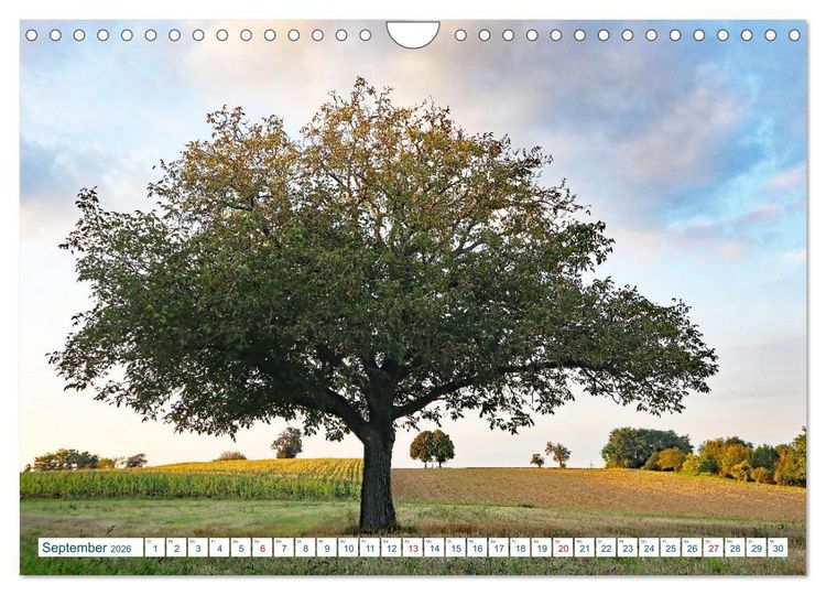 Produktbild: Ein Nussbaum von Januar bis Dezember (Wandkalender 2026 DIN A4 quer), CALVENDO Monatskalender