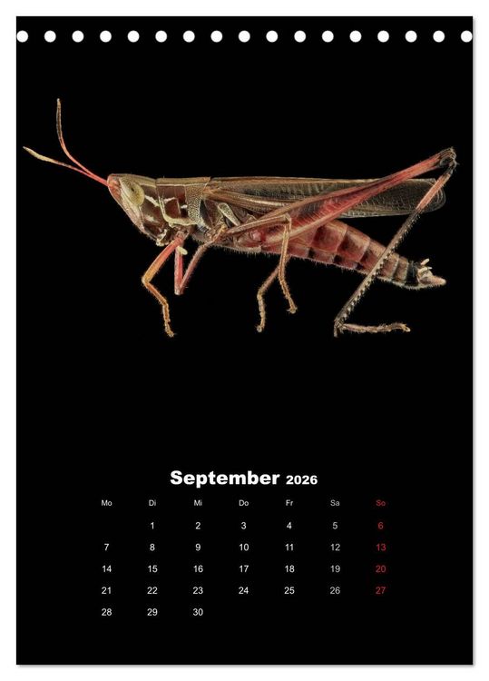 Produktbild: Schillernde Insektenwelt (Tischkalender 2026 DIN A5 hoch), CALVENDO Monatskalender
