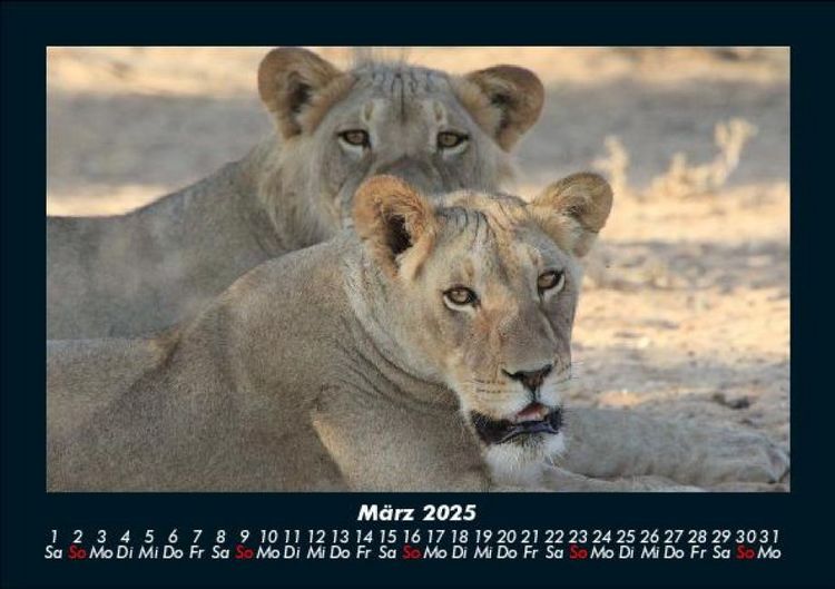 Produktbild: L&ouml;wen in der Wildnis 2025 Fotokalender DIN A5