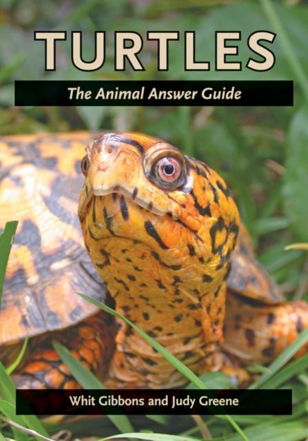Produktbild: Turtles