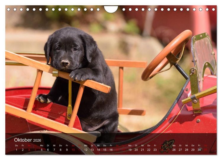 Produktbild: Labrador Retriever Welpen (Wandkalender 2026 DIN A4 quer), CALVENDO Monatskalender