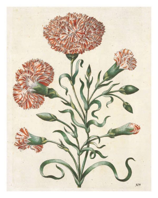 Produktbild: Maria Sibylla Merian: The New Book of Flowers/Neues Blumenbuch