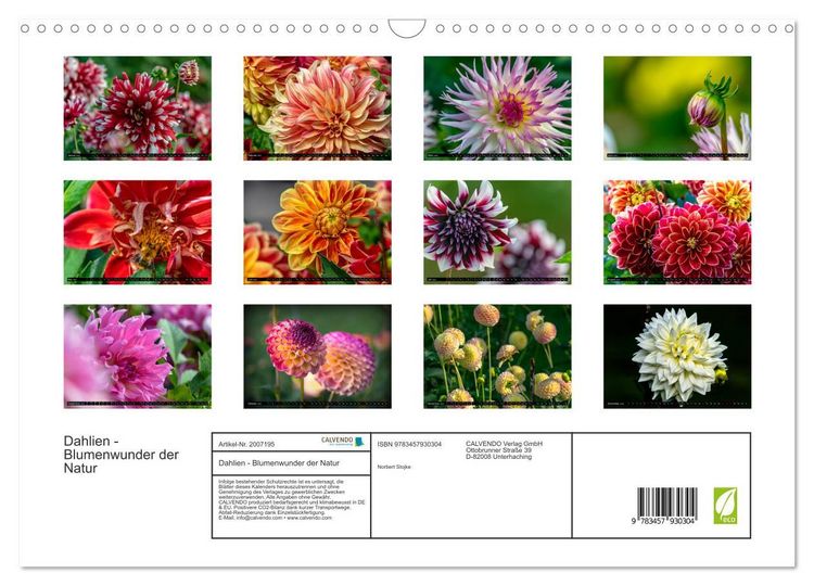 Produktbild: Dahlien - Blumenwunder der Natur (Wandkalender 2026 DIN A3 quer), CALVENDO Monatskalender