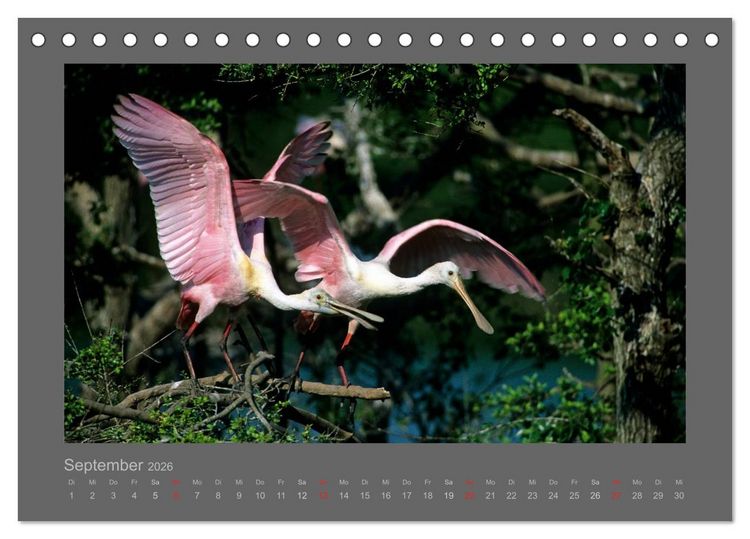Produktbild: V&Ouml;GEL (Tischkalender 2026 DIN A5 quer), CALVENDO Monatskalender