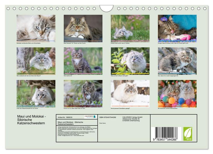 Produktbild: Maui und Molokai - Sibirische Katzenschwestern (Wandkalender 2026 DIN A4 quer), CALVENDO Monatskalender