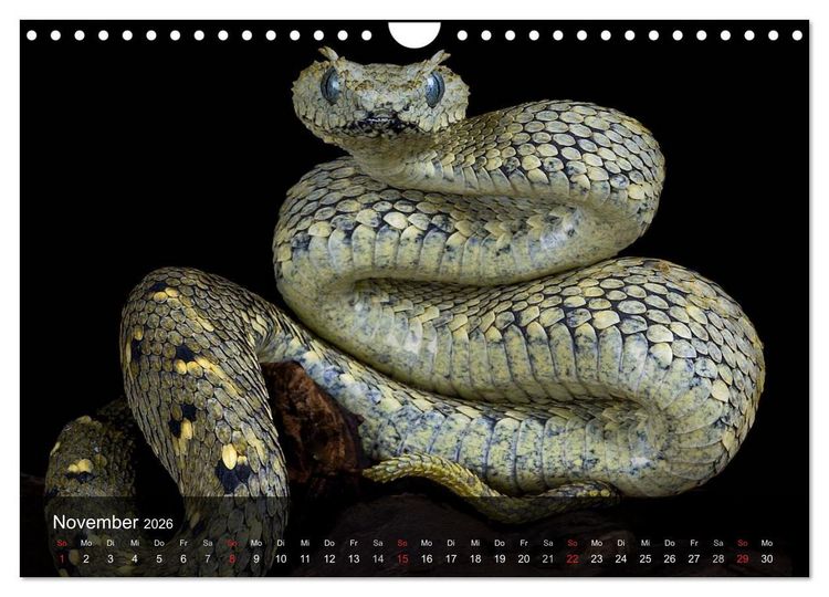 Produktbild: Giftschlangen (Wandkalender 2026 DIN A4 quer), CALVENDO Monatskalender