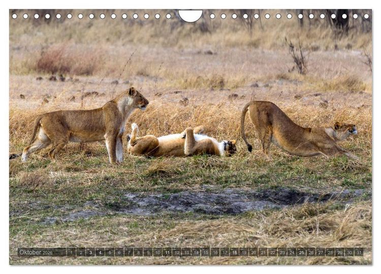 Produktbild: Botswana &ndash; Landschaft und Tierwelt (Wandkalender 2026 DIN A4 quer), CALVENDO Monatskalender