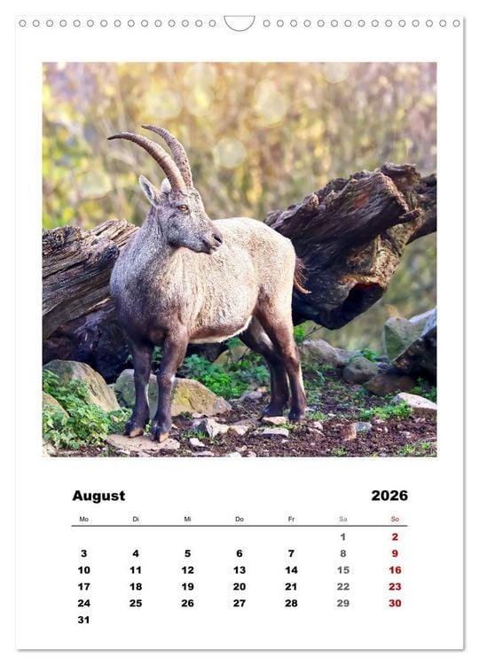 Produktbild: Alpen-Steinb&ouml;cke, imposante Horntr&auml;ger (Wandkalender 2026 DIN A3 hoch), CALVENDO Monatskalender