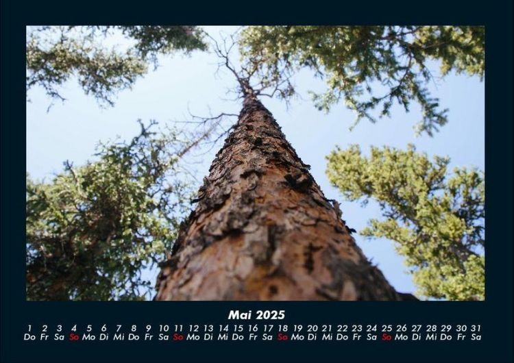 Produktbild: B&auml;ume 2025 Fotokalender DIN A4