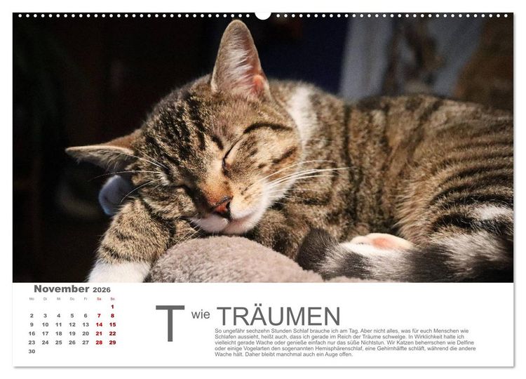 Produktbild: Katzen ABC (Wandkalender 2026 DIN A2 quer), CALVENDO Monatskalender