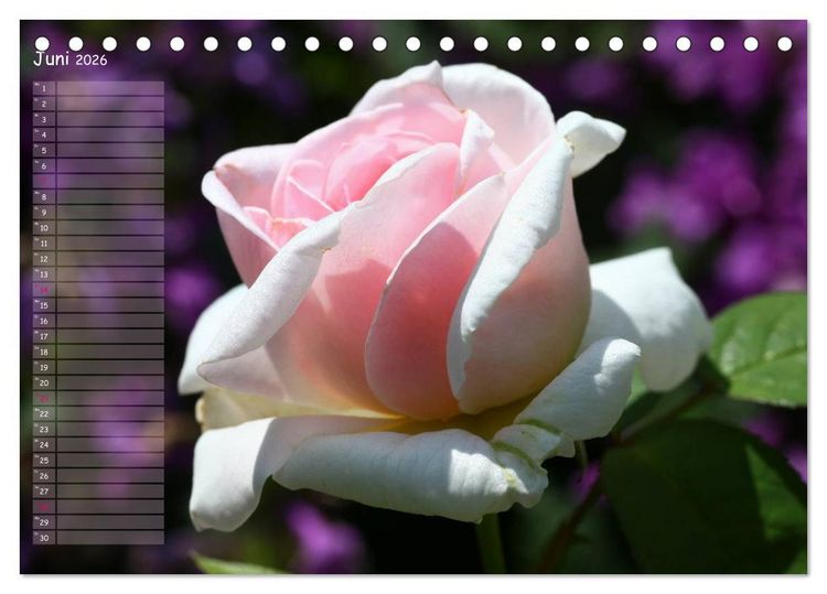 Produktbild: Lass Rosen sprechen (Tischkalender 2026 DIN A5 quer), CALVENDO Monatskalender