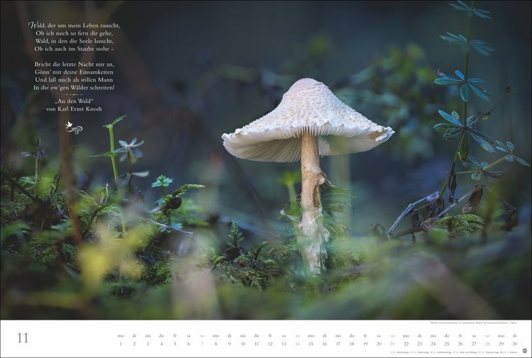 Produktbild: Der deutsche Wald - Ein literarischer Spaziergang Kalender 2027 - Ein literarischer Spaziergang