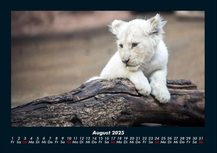 Produktbild: L&ouml;wen in der Wildnis 2025 Fotokalender DIN A4