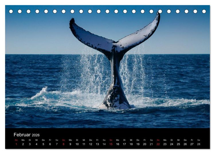 Produktbild: Wildes Australien - Naturparadies 5. Kontinent (Tischkalender 2026 DIN A5 quer), CALVENDO Monatskalender