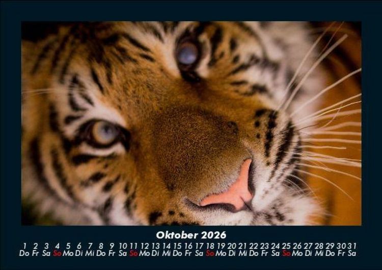 Produktbild: Tiger 2026 Fotokalender DIN A5