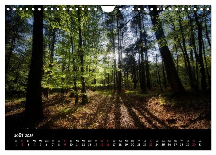 Produktbild: BROCELIANDE, la for&ecirc;t (Calendrier mural 2026 DIN A4 vertical), CALVENDO calendrier mensuel