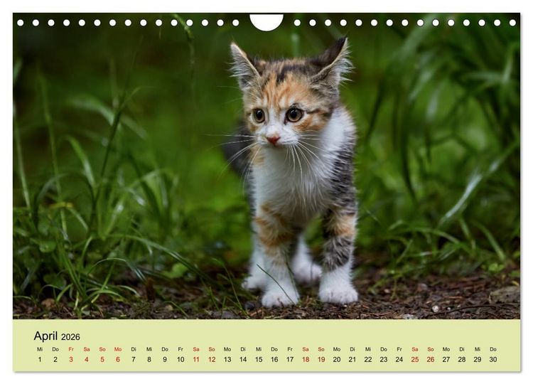 Produktbild: Junge Katzen im Wald (Wandkalender 2026 DIN A4 quer), CALVENDO Monatskalender