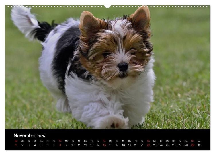 Produktbild: Mit dem Yorki durch das Jahr 2026 (Wandkalender 2026 DIN A2 quer), CALVENDO Monatskalender